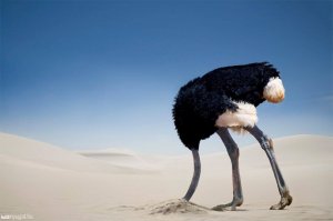 10178636_294120870744214_1171121222_o